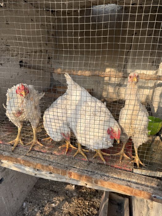 Товук сотилади,хаммаси жожалигидан бокилган