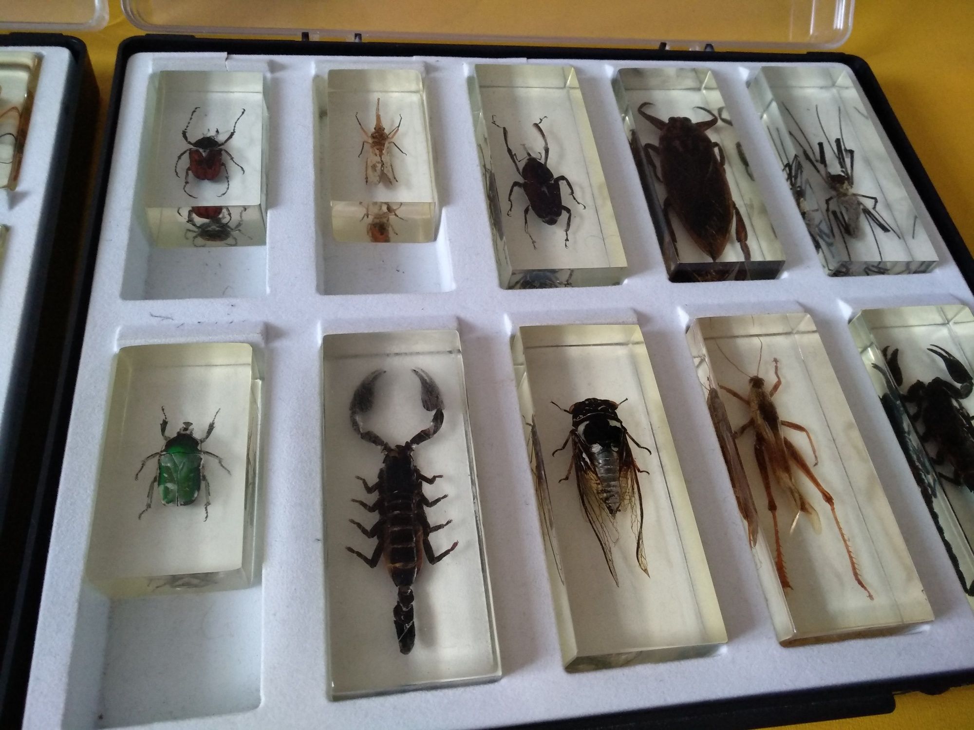 коллекция насекомых