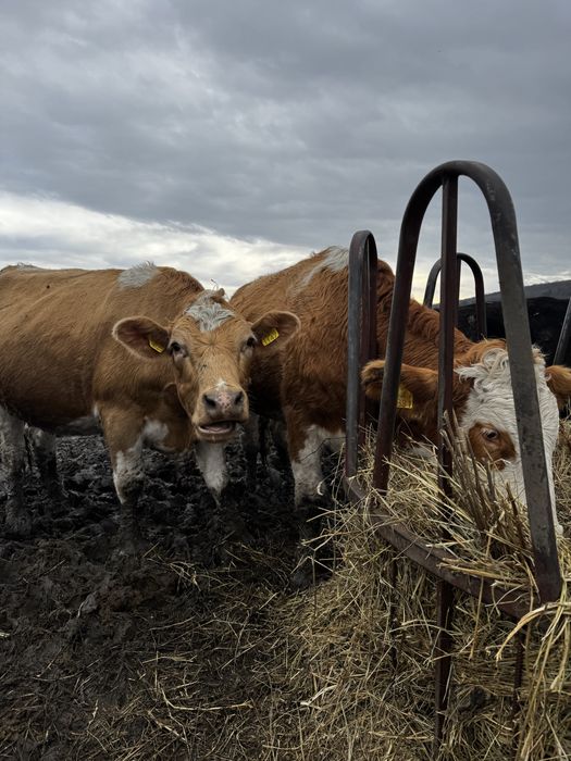 Juninci cu gestația de 8 luni