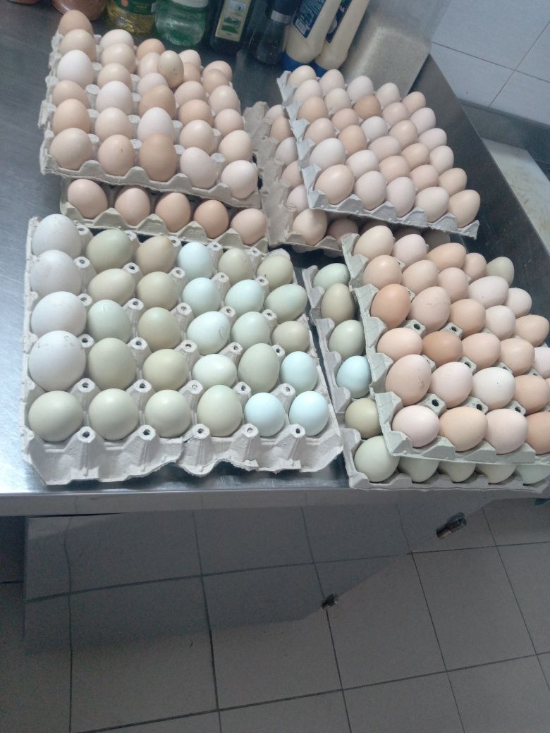 Ouă de găină crescute bio la țară