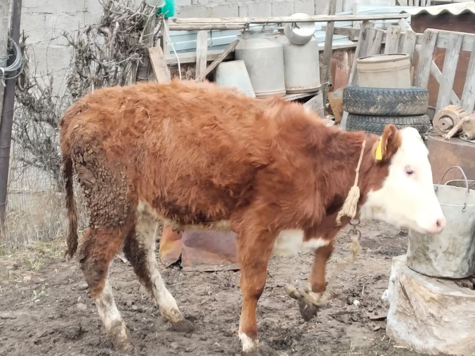 продам тёлку 8 месяцев