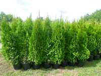 Tuia Thuia Thuja smaragd, gros, frumos, mare 140-160cm