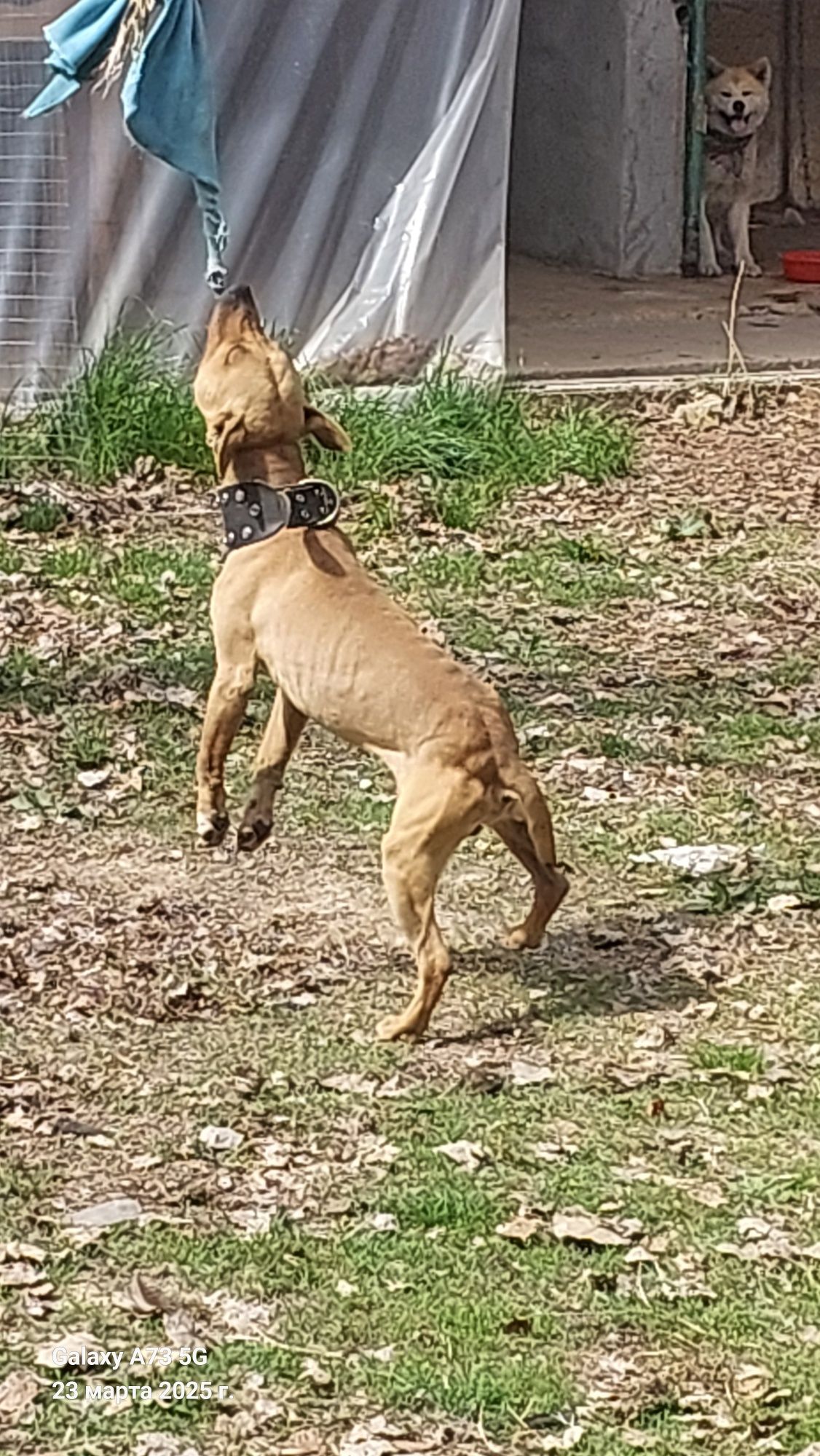 Pitbul sotiladi raduxasi bor 15 -16 kg atrofida 1 yashar it kabel