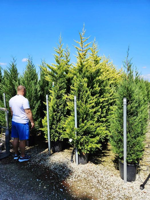 Leylandii Cupressocyparis