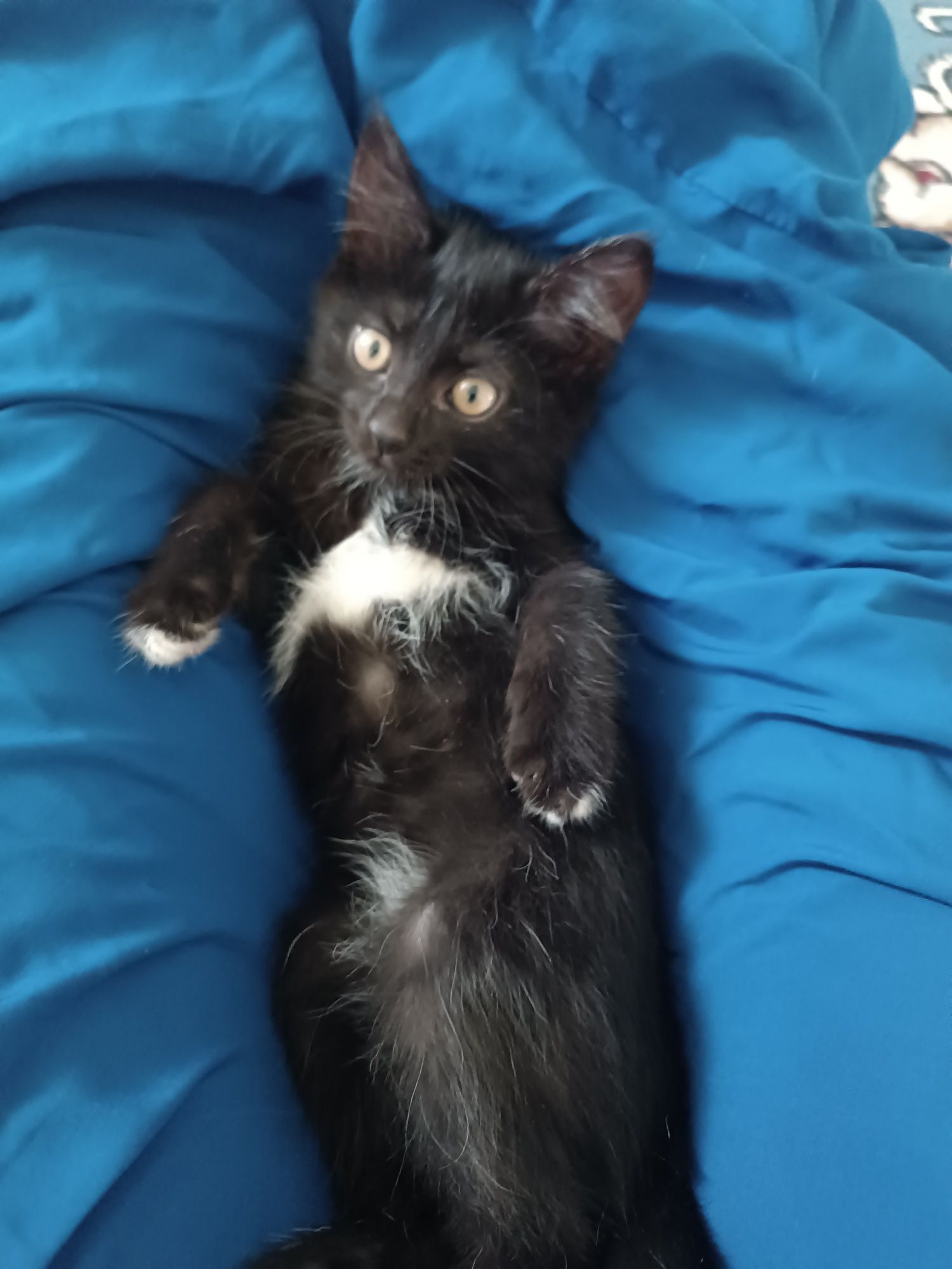 животное , котята домашние