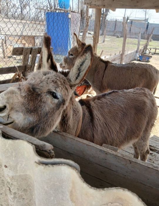 Продаются ослы срочно