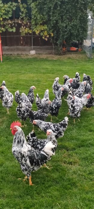 Pita Pinta Asturiana