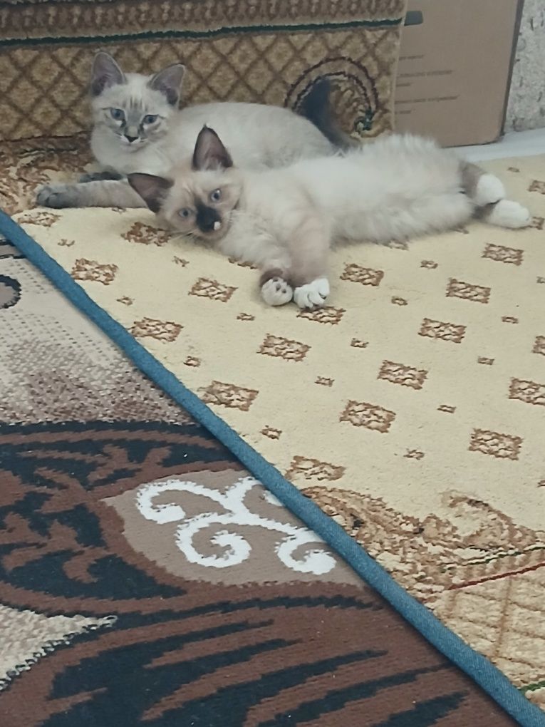 Mushuk bolalarii
