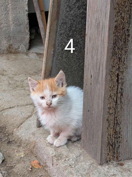 5 малки котета си търсят дом