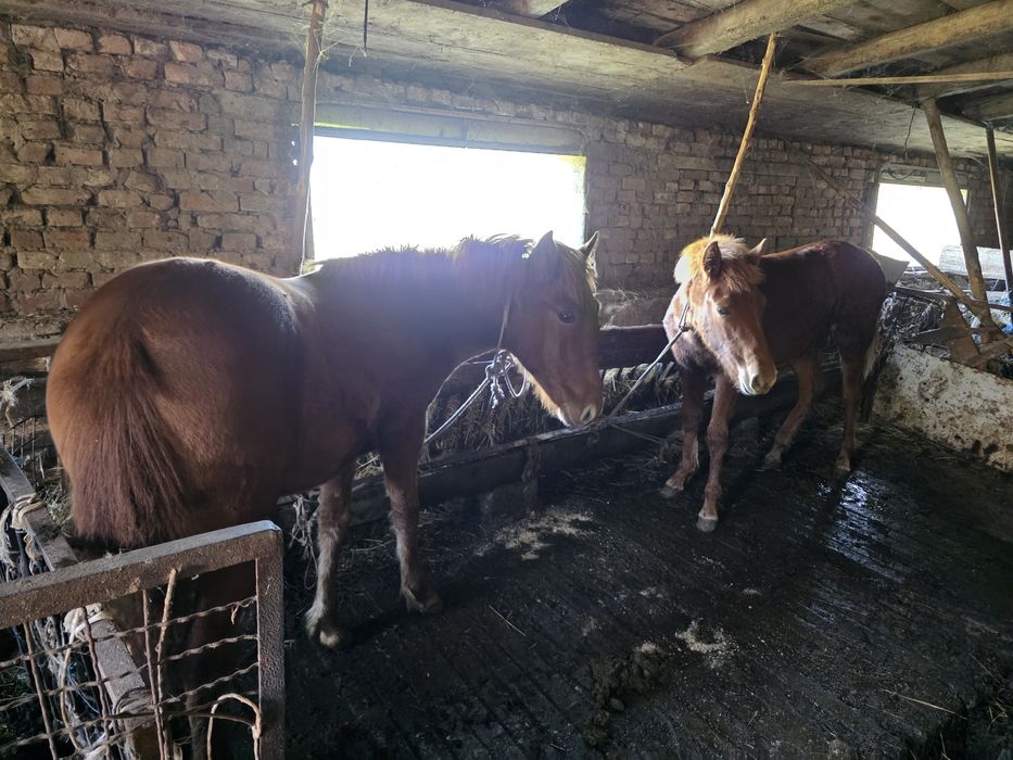 Две кафяви женски кончета