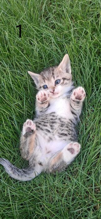 Dau spre adopție 2 pisicuțe de 4 săptămâni, jucăușe și iubitoare.