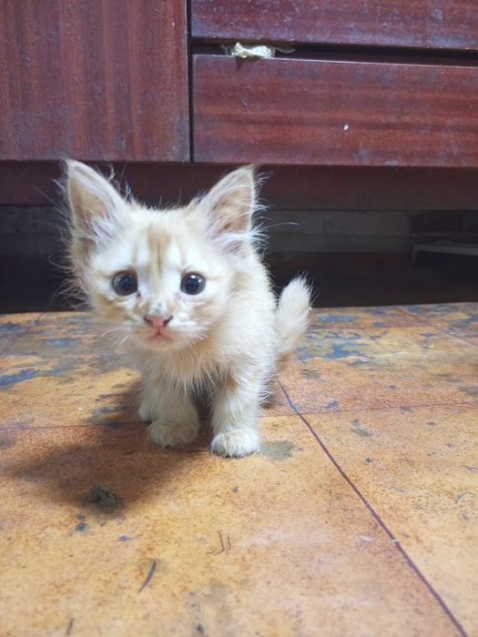 Отдам в добрые руки