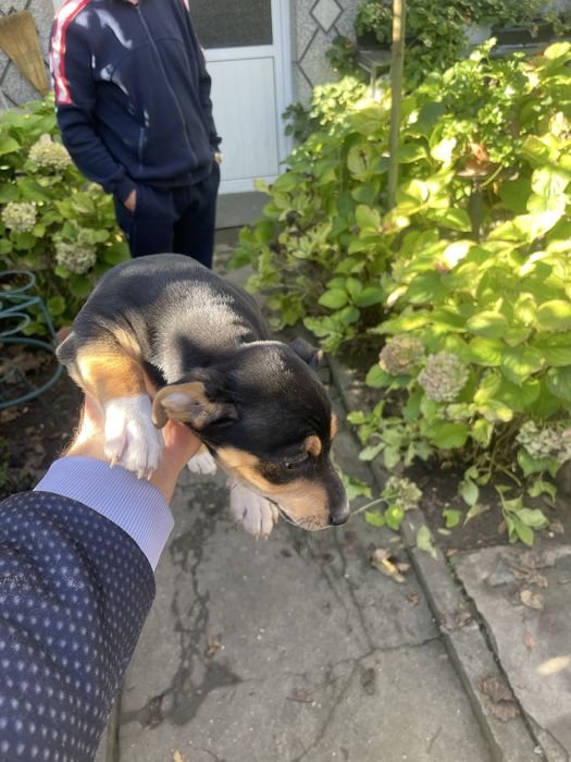 Джак Ръсел подарявам