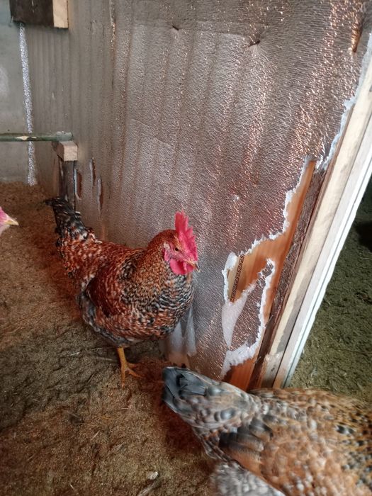 Петухи 5 месяцев