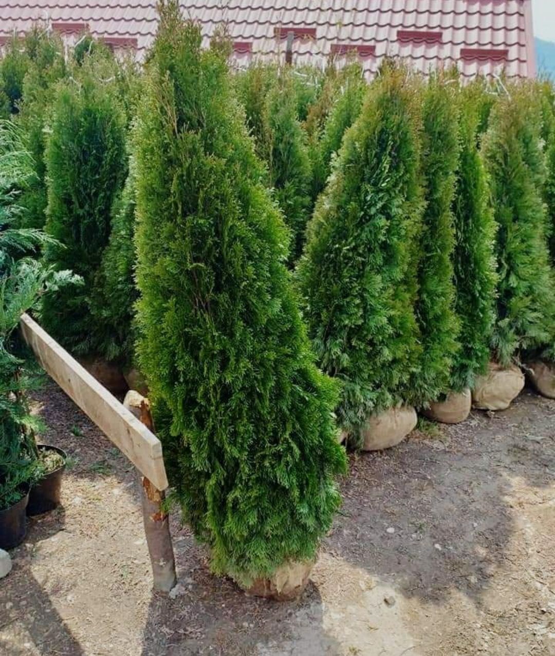 Tuia smarald 160 cm