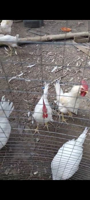 Домашние Петушки Уй хурозлари