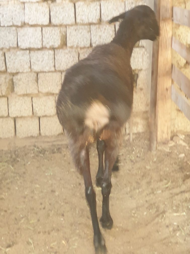 Ona qõy soğlom tetik narxi 5mln kami bor