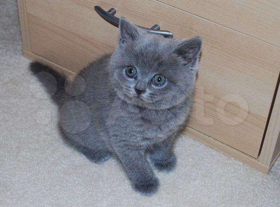 Продаются Котята Scottish fold  и  Straight