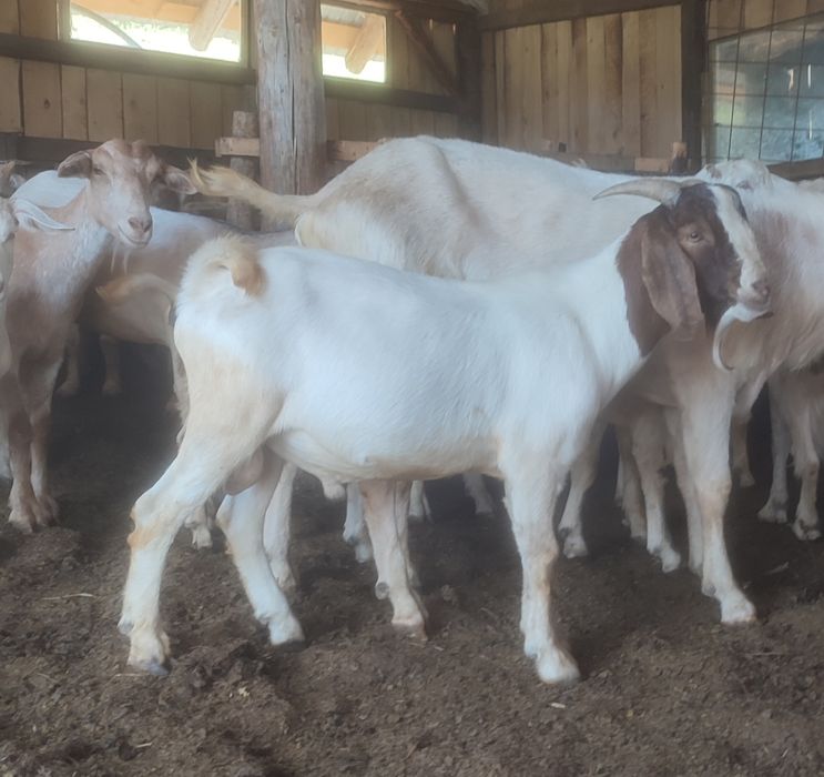 Țap Boer de 8 luni