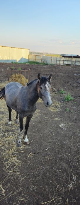 Продам жеребца на племя