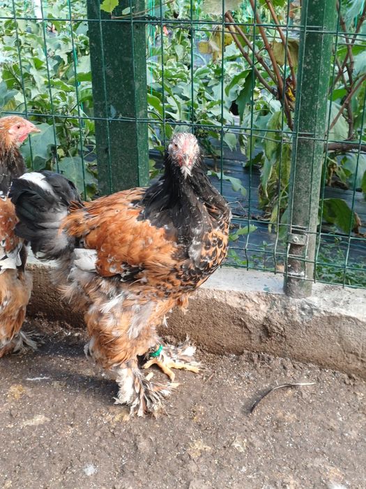 Cocoși brahma diferite  culori și  vârste