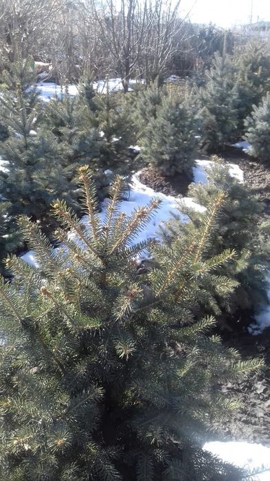 Ель голубая ,акция для жителей Талдыкорган