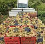Struguri de vin transport gratuit