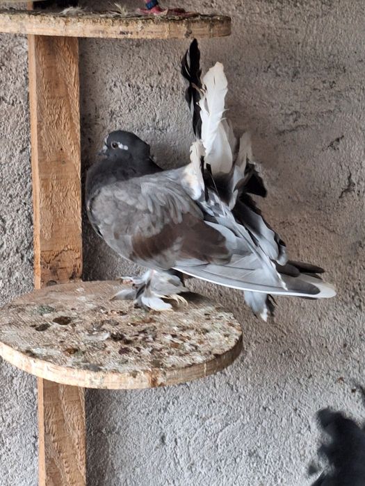 Rotați și Voltați Indieni