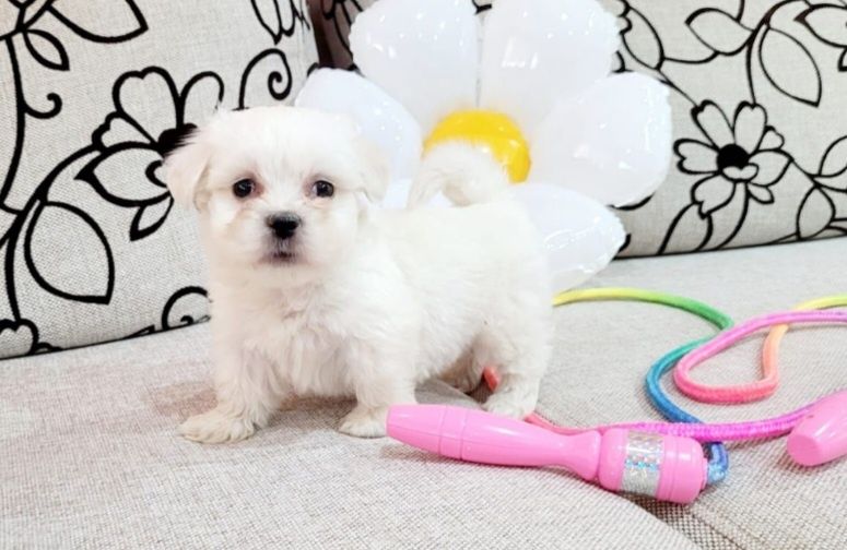 Bichon maltez  mini toy
