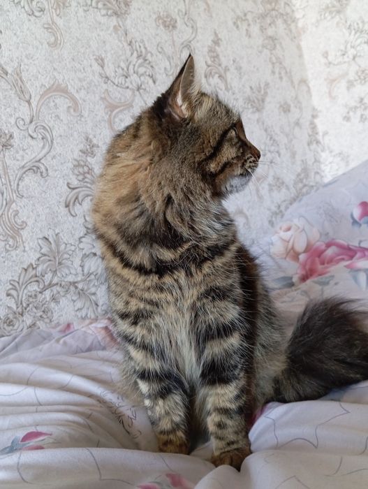 отдам в хорошие руки Кошку.