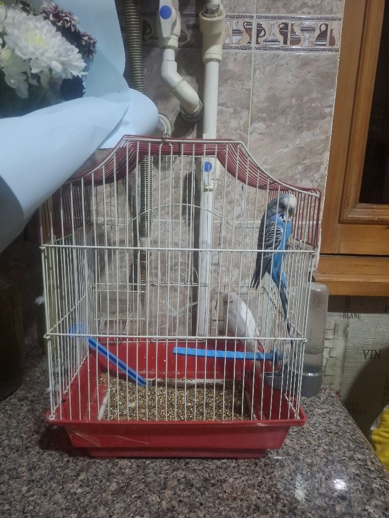 Kanareyka juft eri xotin
