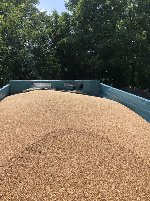 Vand grau  recolta 2025!