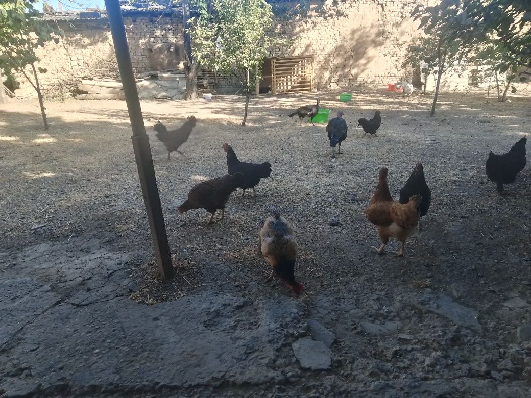 Tovuqlar Ğoz Induklar sotiladi