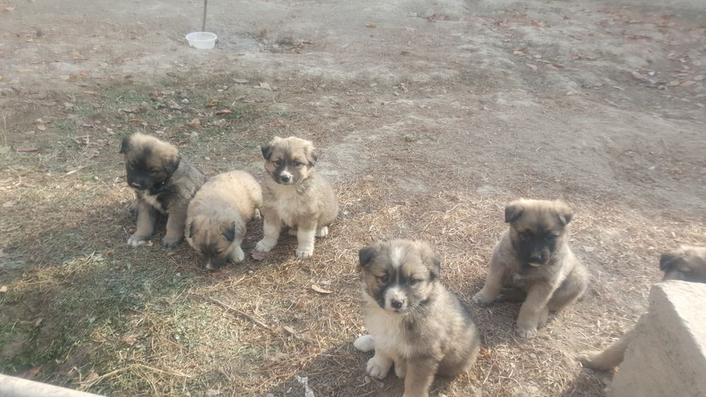 Отдам щенки в добрые руки