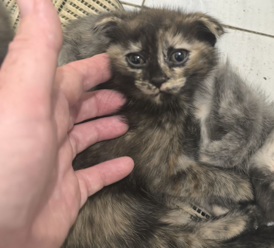 Продаются котята