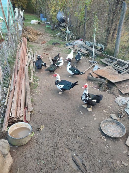 Vând ratoi și rațe mute (leșești) 100 lei rățoi și 50 lei rate