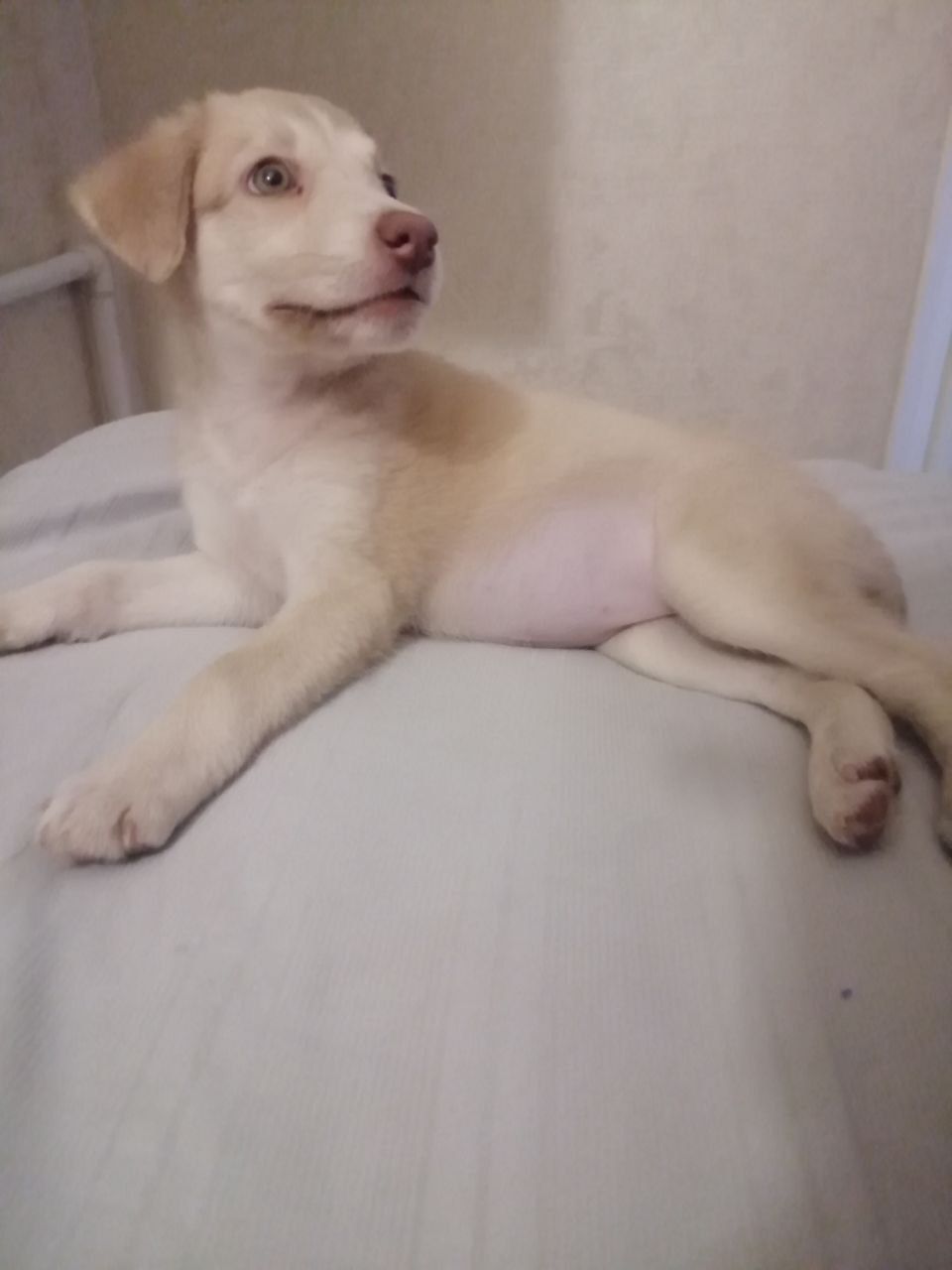 Срочно ищет дом !!