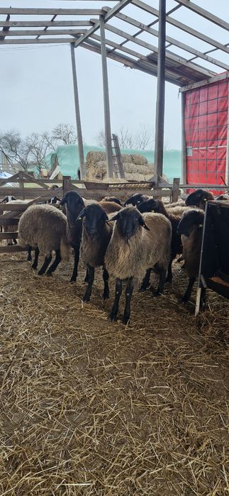 Vand berbecuti de tinut sau de taiat