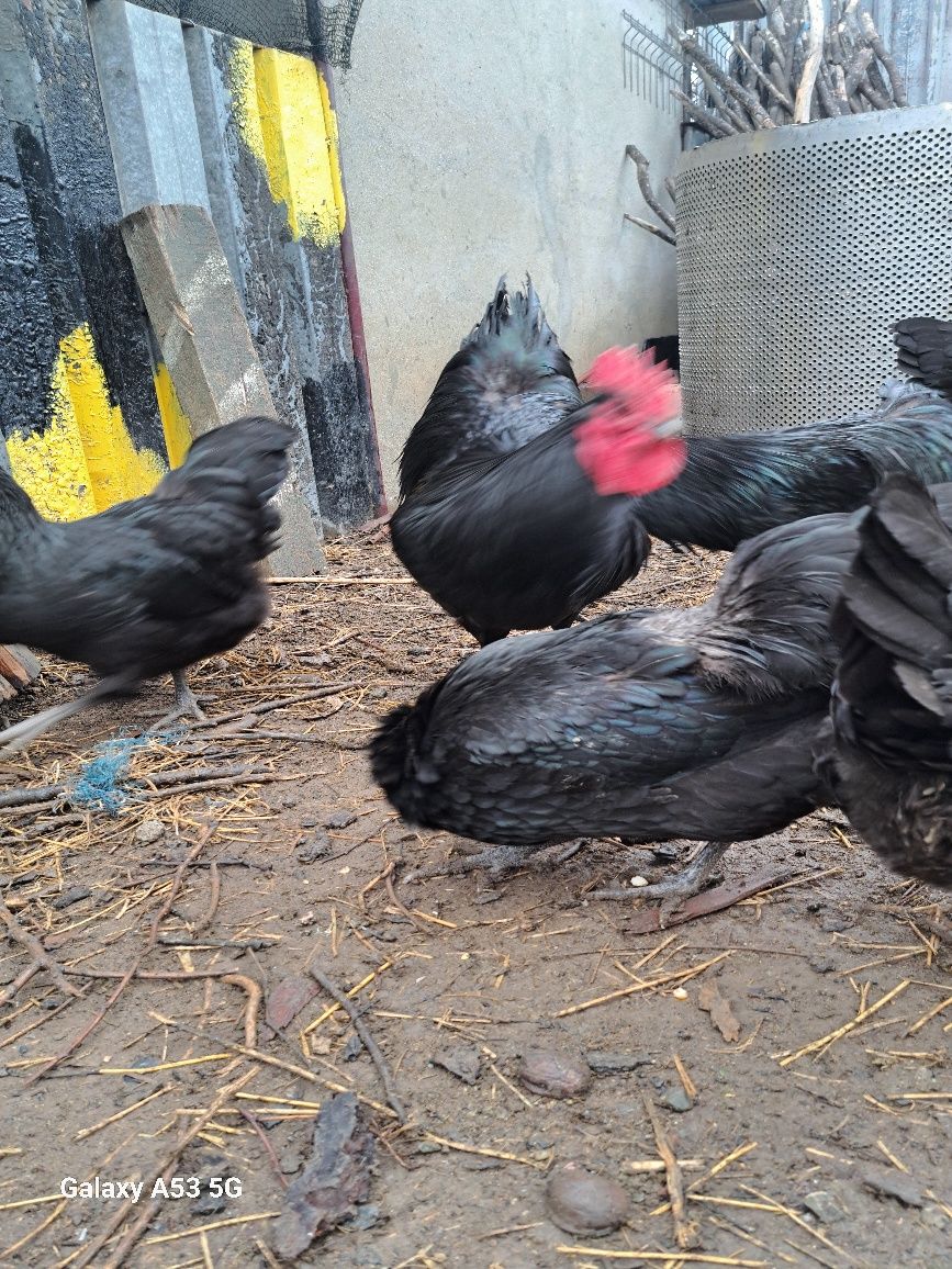 Oua incubat rasa Australorp