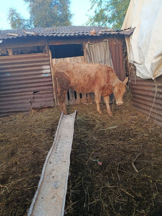 Продам Тёлочак жирные стоят на откорми