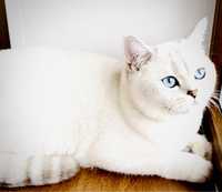 Голубоглазый Кот для вязки, поинтовая шиншилла