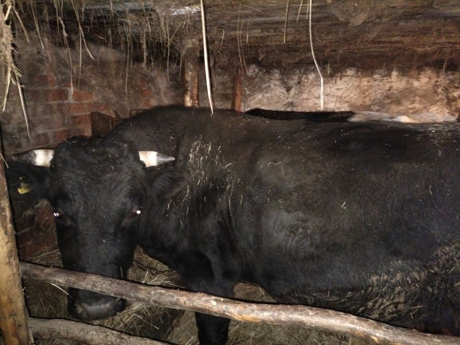 Продам быкас откорма