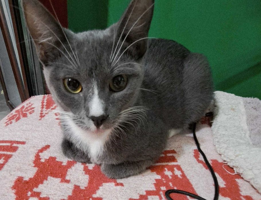 Adoptie pisica metis Albastru de Rusia Simona