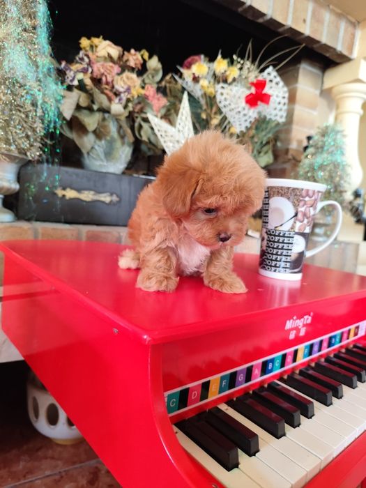 Maltipoo 2 luni cu carnet de sanatate