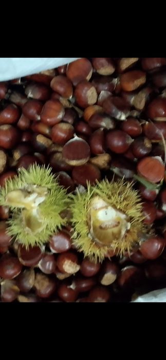 Subventii stat 650E hectar/ infiintare livezi.Nuci/Aluni.Prun.Cires.