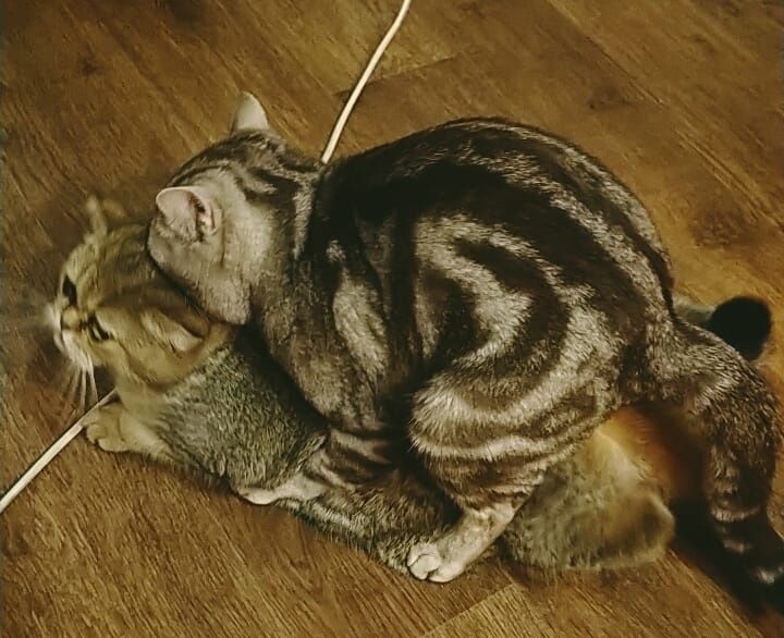 Вязка чистокровного опытного кота
