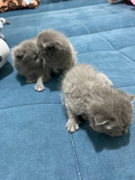 Котенки, порода scottish