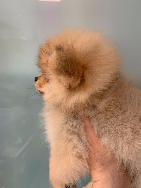 Pomeranian FCI pedigree