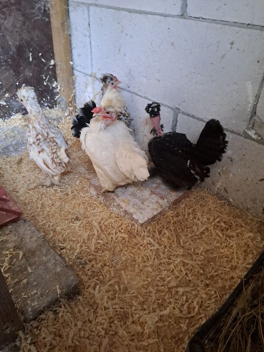 Vând gainuse pitice