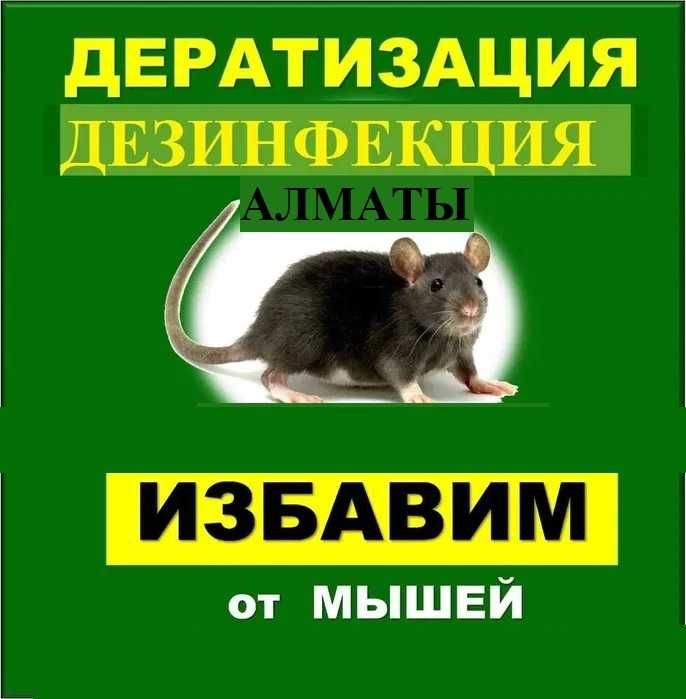‼️ Уничтожение мышей крыс тараканов клопов блох ‼️ Алматы ‼️ №888